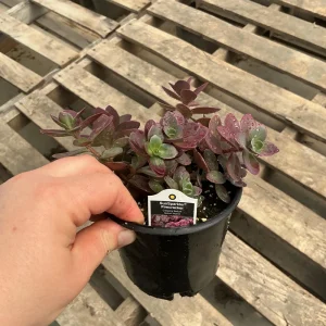 Sedum Sunsparkler Firecracker Live Plant – 4.5 inch Pot – Outdoor Succulent - Image 8