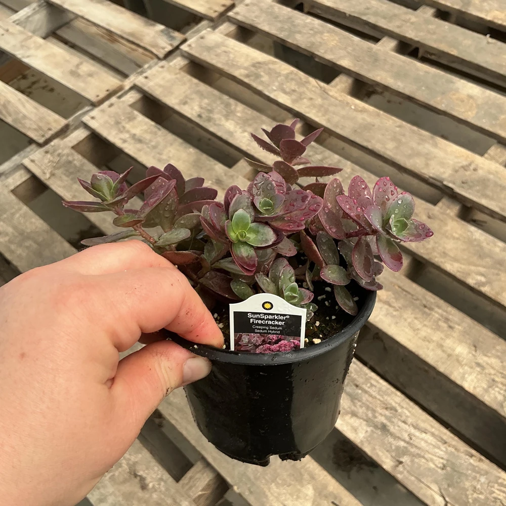 Sedum Sunsparkler Firecracker Live Plant – 4.5 inch Pot – Outdoor Succulent - Image 8
