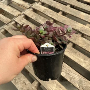 Sedum Sunsparkler Firecracker Live Plant – 4.5 inch Pot – Outdoor Succulent - Image 9