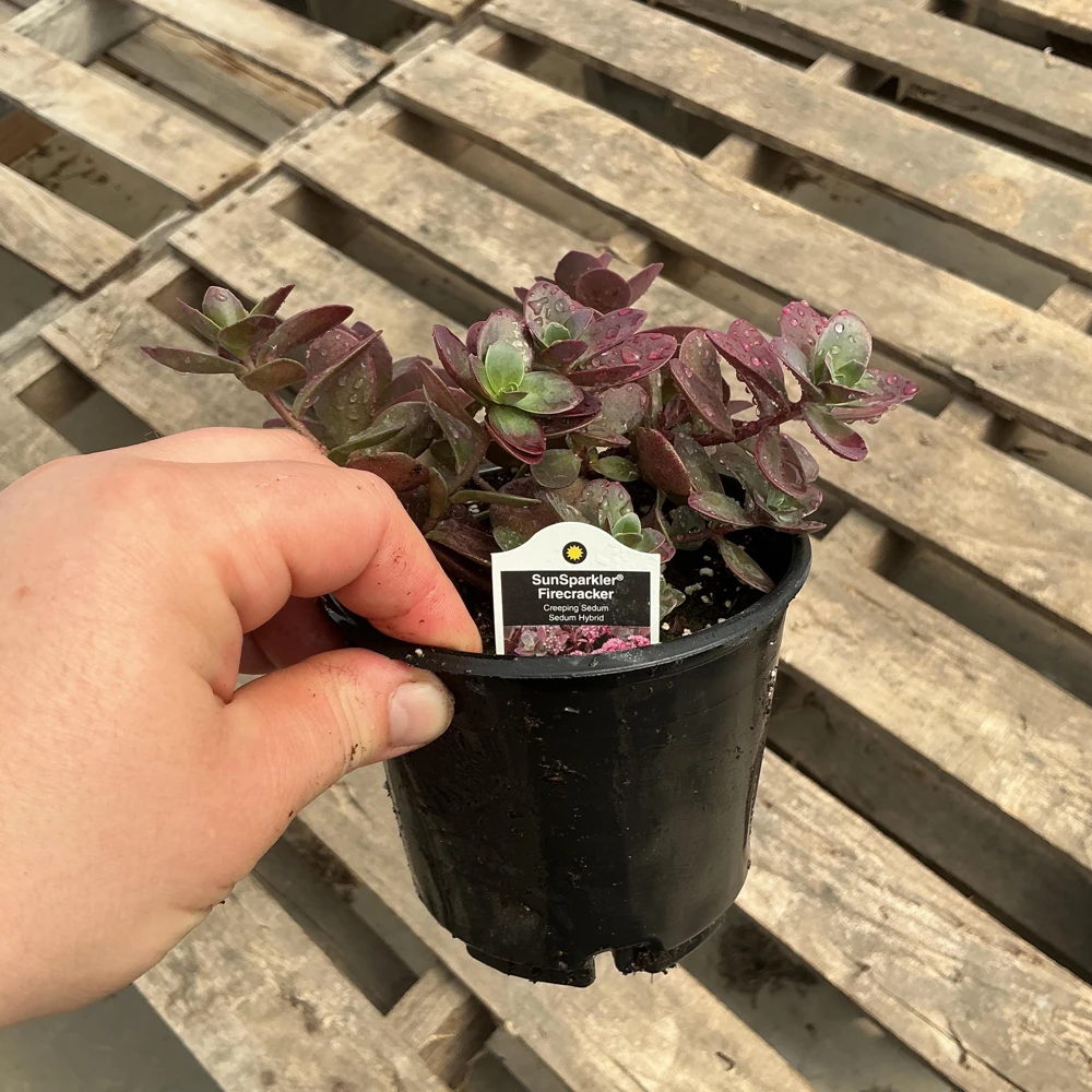 Sedum Sunsparkler Firecracker Live Plant – 4.5 inch Pot – Outdoor Succulent - Image 9