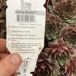 Sempervivum Chick Charms Berry Bomb Live Succulent Plant - 4.5 inch Pot - Image 10