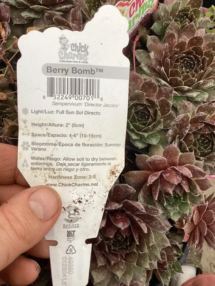 Sempervivum Chick Charms Berry Bomb Live Succulent Plant - 4.5 inch Pot - Image 10
