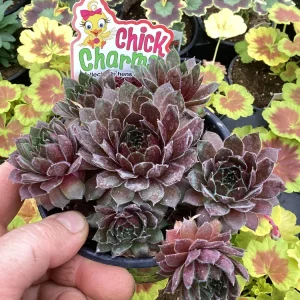 Sempervivum Chick Charms Berry Bomb Live Succulent Plant - 4.5 inch Pot - Image 2