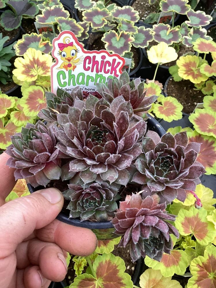 Sempervivum Chick Charms Berry Bomb Live Succulent Plant - 4.5 inch Pot - Image 2