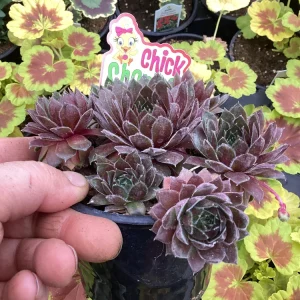 Sempervivum Chick Charms Berry Bomb Live Succulent Plant - 4.5 inch Pot - Image 3