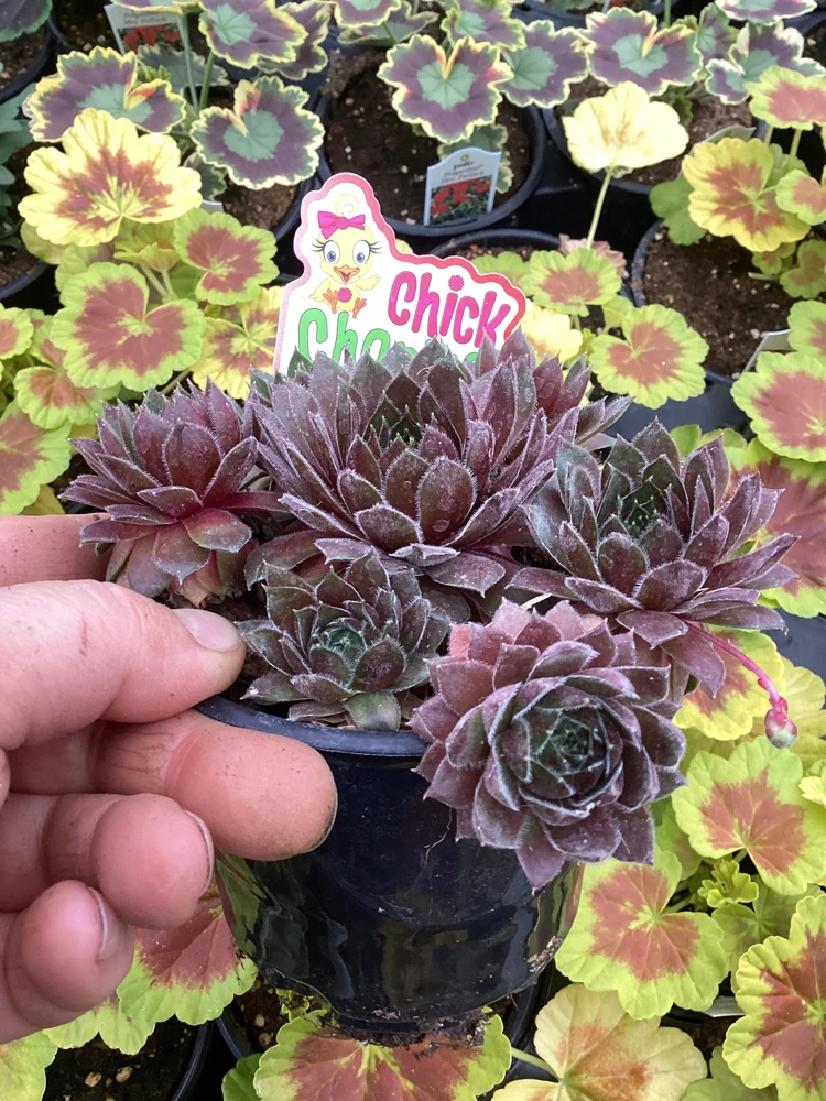 Sempervivum Chick Charms Berry Bomb Live Succulent Plant - 4.5 inch Pot - Image 3