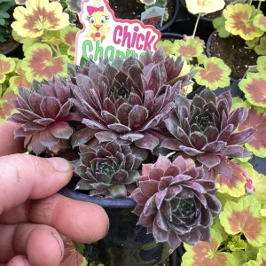 Sempervivum Chick Charms Berry Bomb Live Succulent Plant - 4.5 inch Pot - Image 4