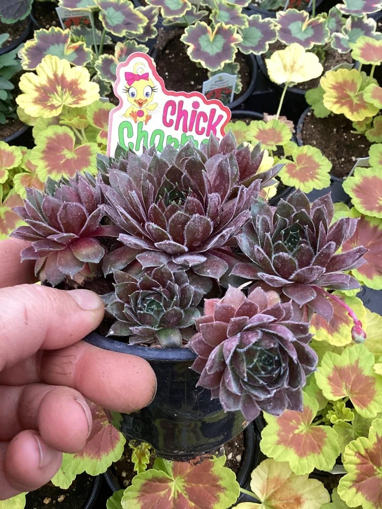 Sempervivum Chick Charms Berry Bomb Live Succulent Plant - 4.5 inch Pot - Image 4