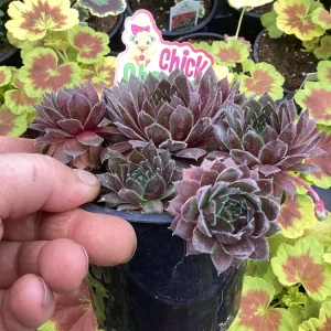 Sempervivum Chick Charms Berry Bomb Live Succulent Plant - 4.5 inch Pot - Image 5