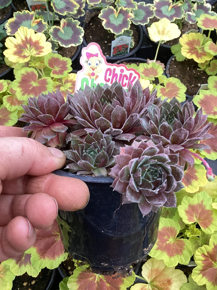 Sempervivum Chick Charms Berry Bomb Live Succulent Plant - 4.5 inch Pot - Image 5
