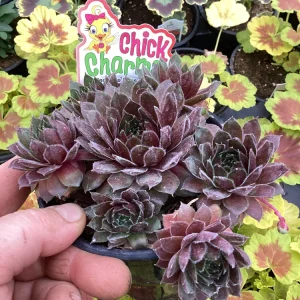 Sempervivum Chick Charms Berry Bomb Live Succulent Plant - 4.5 inch Pot - Image 6