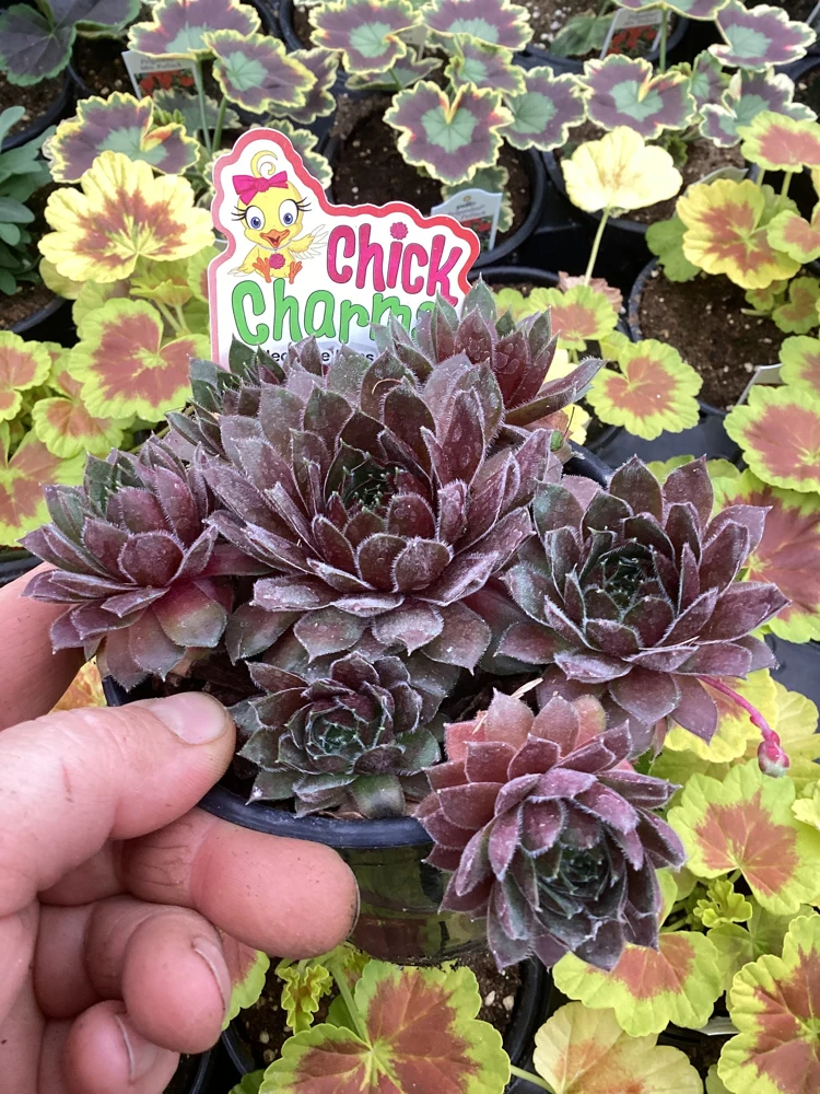 Sempervivum Chick Charms Berry Bomb Live Succulent Plant - 4.5 inch Pot - Image 6