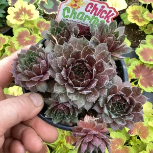 Sempervivum Chick Charms Berry Bomb Live Succulent Plant - 4.5 inch Pot - Image 7