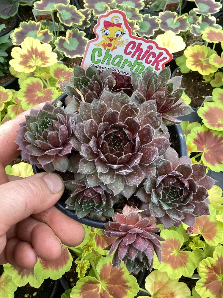 Sempervivum Chick Charms Berry Bomb Live Succulent Plant - 4.5 inch Pot - Image 7