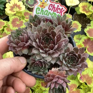 Sempervivum Chick Charms Berry Bomb Live Succulent Plant - 4.5 inch Pot - Image 8