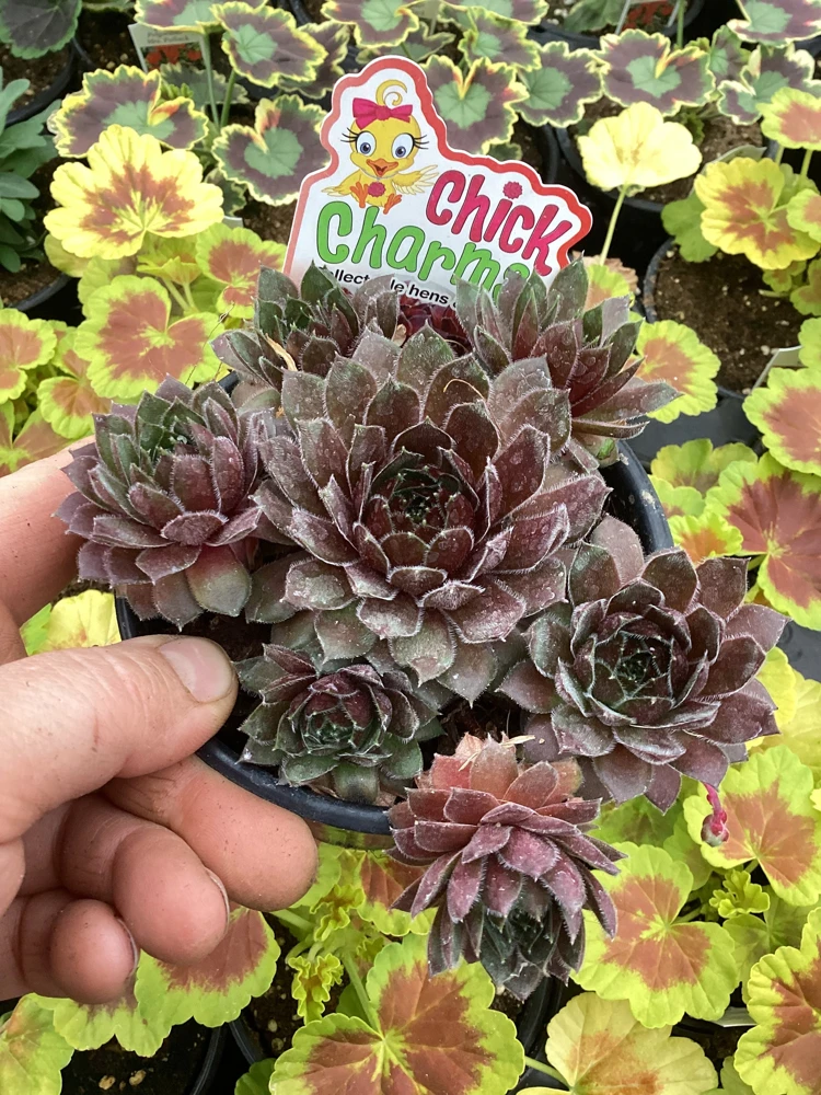 Sempervivum Chick Charms Berry Bomb Live Succulent Plant - 4.5 inch Pot - Image 8