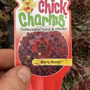 Sempervivum Chick Charms Berry Bomb Live Succulent Plant - 4.5 inch Pot - Image 9