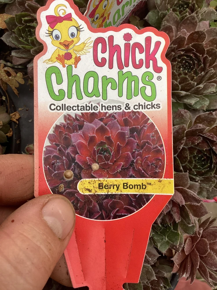 Sempervivum Chick Charms Berry Bomb Live Succulent Plant - 4.5 inch Pot - Image 9
