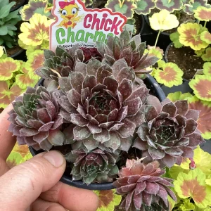 Sempervivum Chick Charms Berry Bomb Live Succulent Plant - 4.5 inch Pot - Image 1