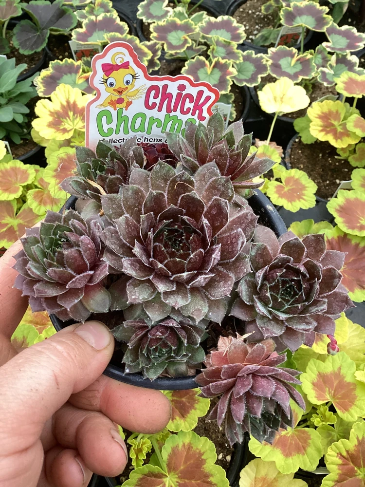 Sempervivum Chick Charms Berry Bomb Live Succulent Plant - 4.5 inch Pot - Image 1