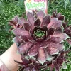 Sempervivum Chick Charms Cranberry Cocktail Live Succulent Plant 4.5" Pot - Image 1