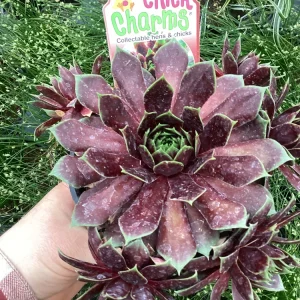 Sempervivum Chick Charms Cranberry Cocktail Live Succulent Plant 4.5" Pot - Image 1
