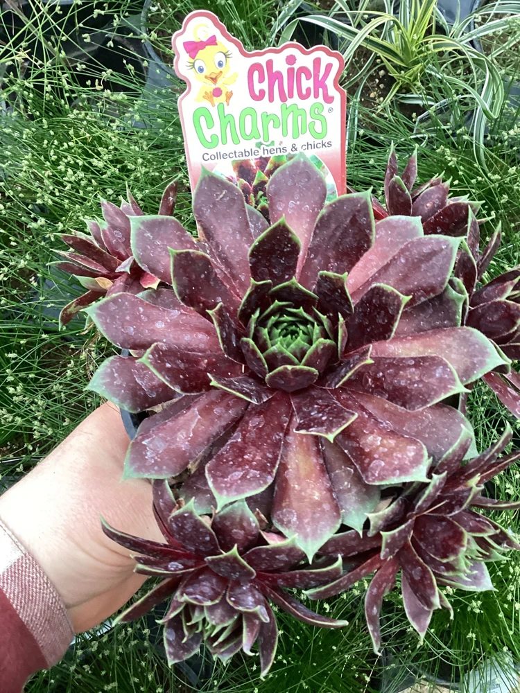 Sempervivum Chick Charms Cranberry Cocktail Live Succulent Plant 4.5" Pot - Image 1