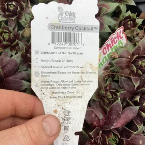 Sempervivum Chick Charms Cranberry Cocktail Live Succulent Plant 4.5