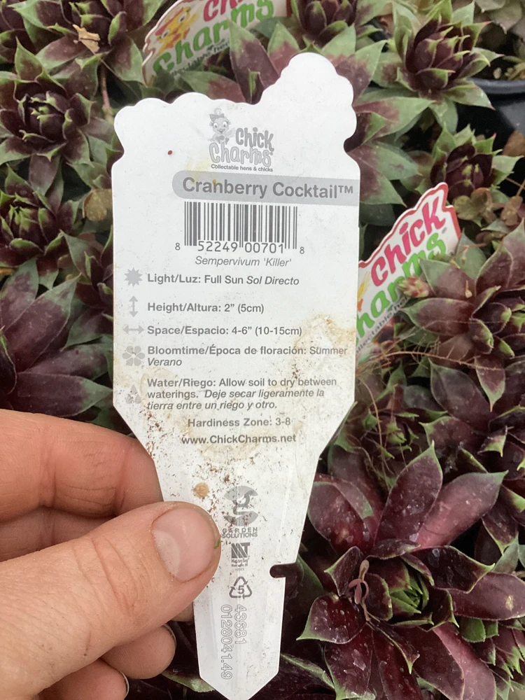Sempervivum Chick Charms Cranberry Cocktail Live Succulent Plant 4.5" Pot - Image 10