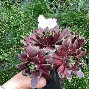 Sempervivum Chick Charms Cranberry Cocktail Live Succulent Plant 4.5