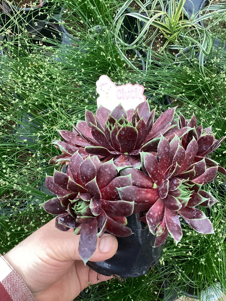 Sempervivum Chick Charms Cranberry Cocktail Live Succulent Plant 4.5" Pot - Image 4