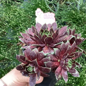 Sempervivum Chick Charms Cranberry Cocktail Live Succulent Plant 4.5