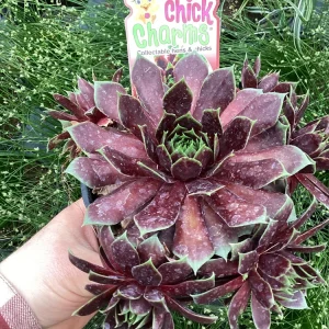 Sempervivum Chick Charms Cranberry Cocktail Live Succulent Plant 4.5