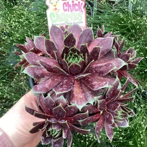 Sempervivum Chick Charms Cranberry Cocktail Live Succulent Plant 4.5