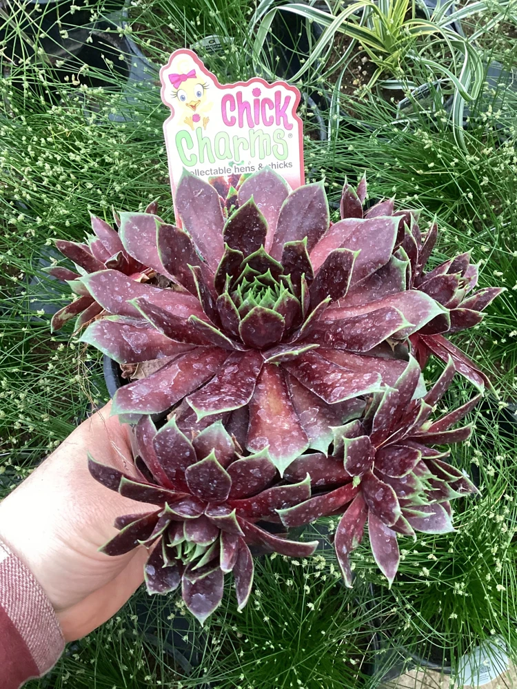 Sempervivum Chick Charms Cranberry Cocktail Live Succulent Plant 4.5" Pot - Image 8