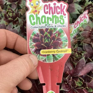 Sempervivum Chick Charms Cranberry Cocktail Live Succulent Plant 4.5