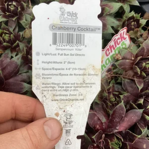 Sempervivum Cranberry Cocktail Live Plant - Succulent - 4.5 inch Pot - Image 10