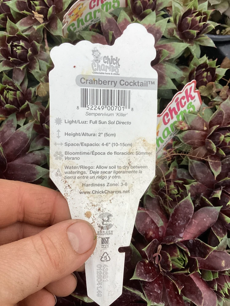 Sempervivum Cranberry Cocktail Live Plant - Succulent - 4.5 inch Pot - Image 10