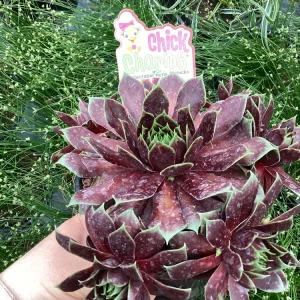 Sempervivum Cranberry Cocktail Live Plant - Succulent - 4.5 inch Pot - Image 3