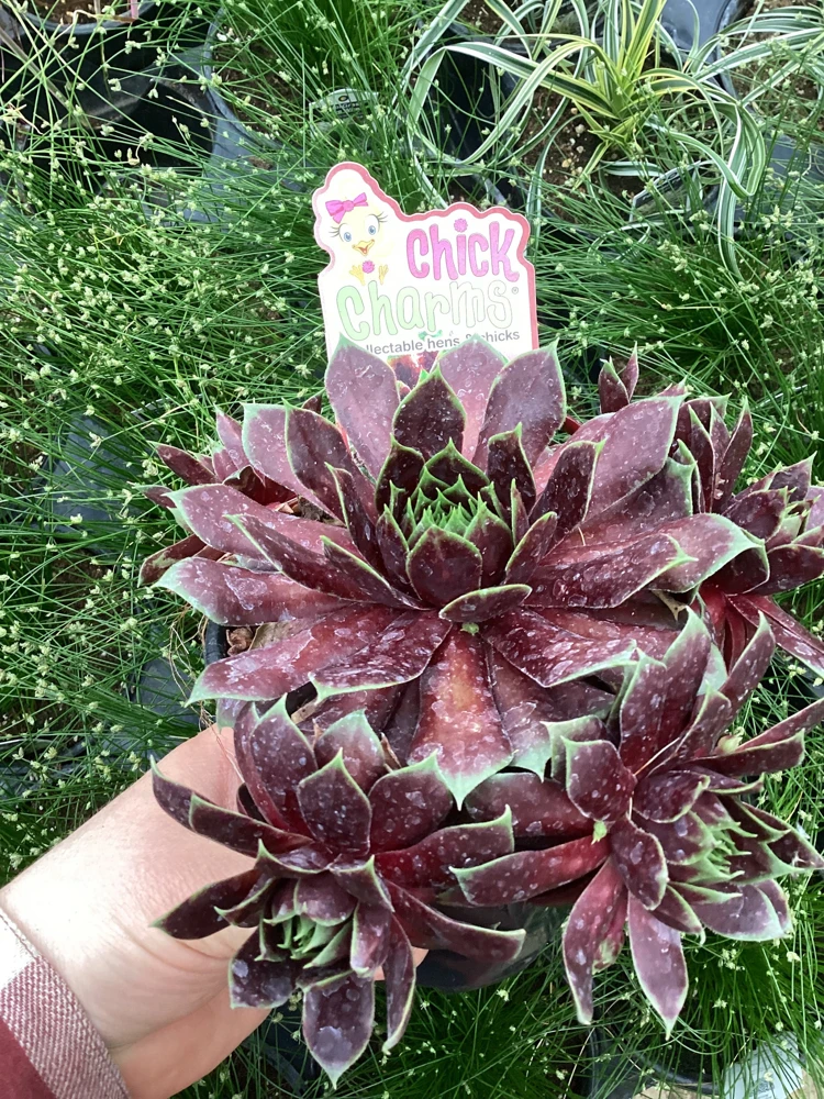 Sempervivum Cranberry Cocktail Live Plant - Succulent - 4.5 inch Pot - Image 3