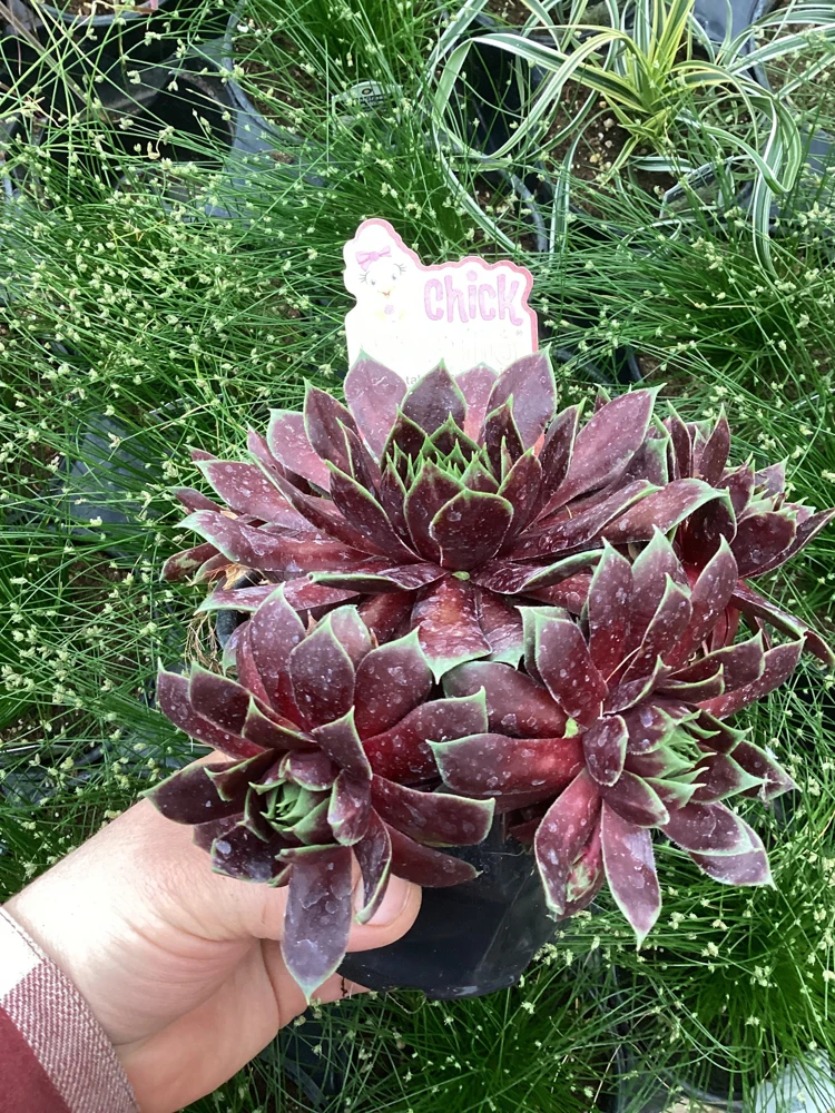 Sempervivum Cranberry Cocktail Live Plant - Succulent - 4.5 inch Pot - Image 5