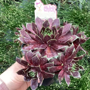 Sempervivum Cranberry Cocktail Live Plant - Succulent - 4.5 inch Pot - Image 6