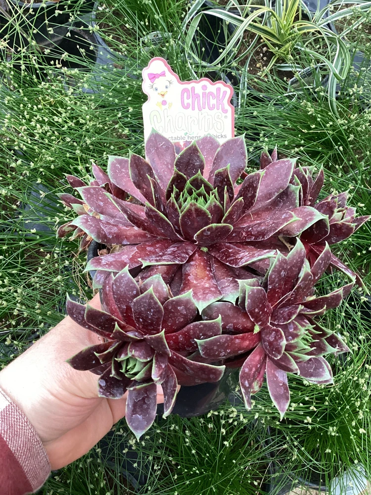 Sempervivum Cranberry Cocktail Live Plant - Succulent - 4.5 inch Pot - Image 6