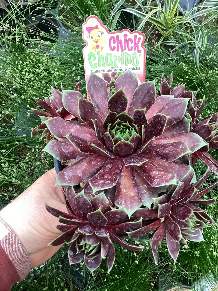 Sempervivum Cranberry Cocktail Live Plant - Succulent - 4.5 inch Pot - Image 7