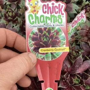 Sempervivum Cranberry Cocktail Live Plant - Succulent - 4.5 inch Pot - Image 9