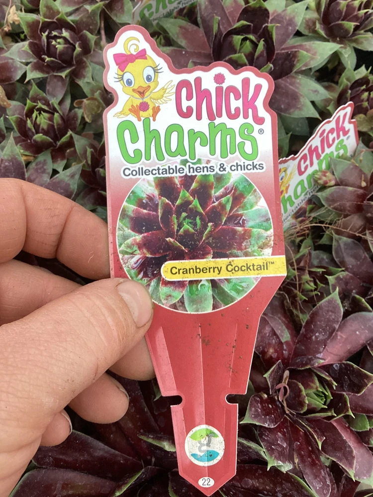 Sempervivum Cranberry Cocktail Live Plant - Succulent - 4.5 inch Pot - Image 9