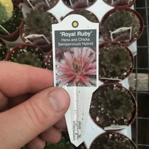 Sempervivum Royal Ruby Hens & Chicks Live Succulent Plant 3 inch Pot Outdoor - Image 10