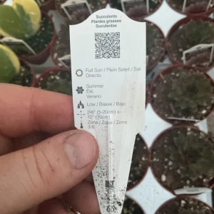 Sempervivum Royal Ruby Hens & Chicks Live Succulent Plant 3 inch Pot Outdoor - Image 11