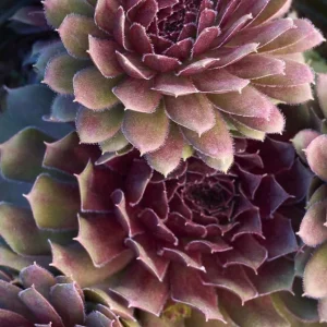 Sempervivum Royal Ruby Hens & Chicks Live Succulent Plant 3 inch Pot Outdoor - Image 2