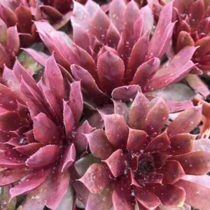 Sempervivum Royal Ruby Hens & Chicks Live Succulent Plant 3 inch Pot Outdoor - Image 3